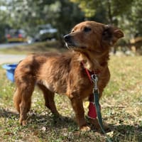 Olimpia, suczka do adopcji