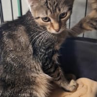 Portos, kot do adopcji