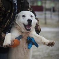 SILAS - schneeweisser Riese, Hund zur Adoption