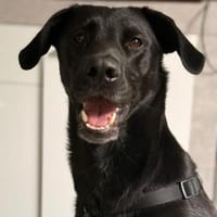 Labrador Mischling sucht tolle Leute, Hündin zur Adoption