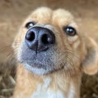 Dalia die feine liebe Maus, Hündin zur Adoption