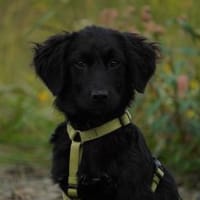 Olivio  unser kleiner Charmeur, Hund zur Adoption
