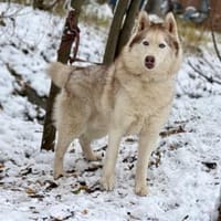 YASEN- sucht ruhige Rentnerstellu g, Hund zur Adoption