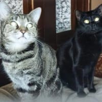 Katzen Notfall dringend pflegestelle, Katze zur Adoption