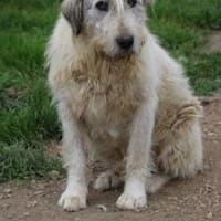 Luca - zutraulicher, aparter Rüde, Hund zur Adoption