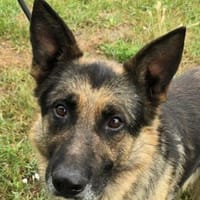Luthor - verliert sein Zuhause, Hund zur Adoption