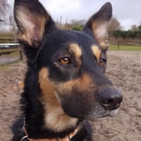 Holly - wartet in Ammersbek, Hündin zur Adoption