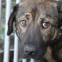 Taui - lustiger, kleiner Kerl, Hund zur Adoption