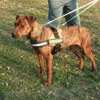 Karma, Pittbull-Terrier sucht ein Zuhaus, Hund zur Adoption