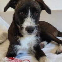 Herzöffner♥Xavi♥ wartet in 21075 Hamburg, Hund zur Adoption