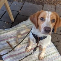 Aurora, sanfte Junghündin, 6M 73525, Hündin zur Adoption