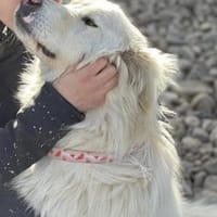 Snow will mit Dir durchs Leben flitzen, Hund zur Adoption