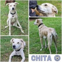 CHITA -sucht ein neues Zuhause-, Hündin zur Adoption