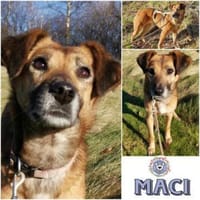 MACI * liebe Seele s. einfühlsames Heim, Hündin zur Adoption