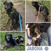 JASCHA -liebe, vorsichtige &ruhige Seele, Hund zur Adoption