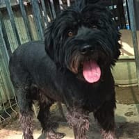 Freundlicher Neo wartet schon so lange, Hund zur Adoption