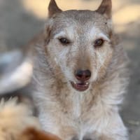 Unsere wundervolle Texas sucht, Hündin zur Adoption
