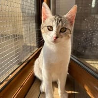 Jinx Sportliches Katzenmädel, Katze zur Adoption