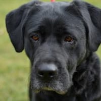 Tolle Labradormixdame Lea sucht Familie, Hündin zur Adoption