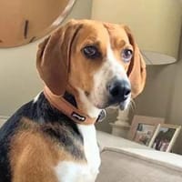 NICOLETTA - eine tolle Begleitung, Hündin zur Adoption