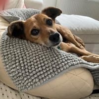 Rudi - kleiner Mann verliert Zuhause, Hund zur Adoption