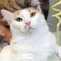 ANNA - eine fröhliche Lebensbegleitung!, Katze zur Adoption