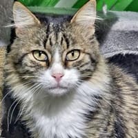 FANNY - liebt kuscheln und schmusen!, Katze zur Adoption