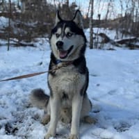 HARLEY- sucht aktive Familie, Hund zur Adoption