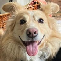 Lieber ♥Pauli♥ wartet in 50674 Köln, Hund zur Adoption