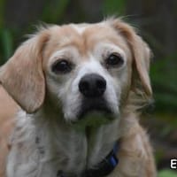 ESTRELLA, Hündin zur Adoption