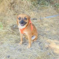 Zauberhafte Bambi, Hündin zur Adoption