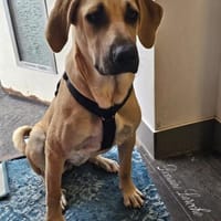 Lina sucht ihre Familie, Hündin zur Adoption