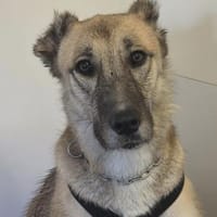Kuki ❤ sucht ihre Familie, Hündin zur Adoption