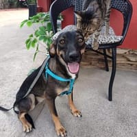Tolles Mädchen Moni, Hündin zur Adoption