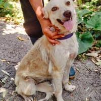 Cleo, junge Hündin sucht neue Familie, Hündin zur Adoption