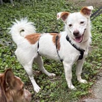 Pamela, schlau, verschmust, aufgeweckt, Hündin zur Adoption