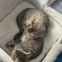 Stella& Talia 4 Monate jung, Katze zur Adoption