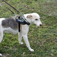 Donatella sucht liebevolles Zuhause, Hündin zur Adoption