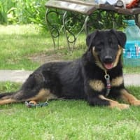 Luke, prächtiger Rüde sucht ein Zuhause, Hund zur Adoption