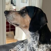 Benson 3 (zur Pflege in 06889 Luthersta), Hund zur Adoption