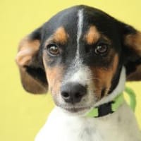 Mindo sucht sein Für-Immer-Zuhause!, Hund zur Adoption