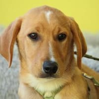 Giyo  junger Hund such sein zu Hause.., Hund zur Adoption