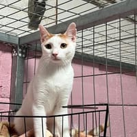 Jascha aus dem Tierschutz, Kater zur Adoption