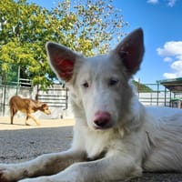 Valentin/ Polares in  Deutschland, Hund zur Adoption