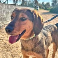 LORENZO - bildhübsch und so nett, Hund zur Adoption
