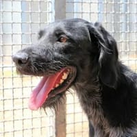 SPINO Nero- hat er als Jagdhund versagt?, Hund zur Adoption