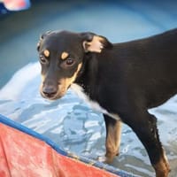 Dex sucht seine Menschen, Hund zur Adoption