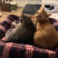 Sahar & Lemon  Kinderliebes Dreamteam, Kater zur Adoption