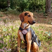 Feivel sucht ein liebevolles Zuhause, Hund zur Adoption