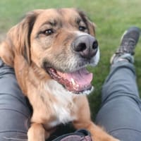 Tony Pongo - ein bildschöner Partner, Hund zur Adoption